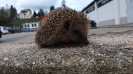 Igel auf Dach_2